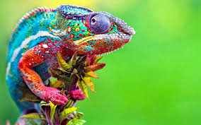 chameleon